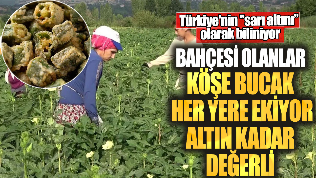 Türkiye'nin "sarı altını” olarak biliniyor! Bahçesi olanlar köşe bucak her yere ekiyor altın kadar değerli