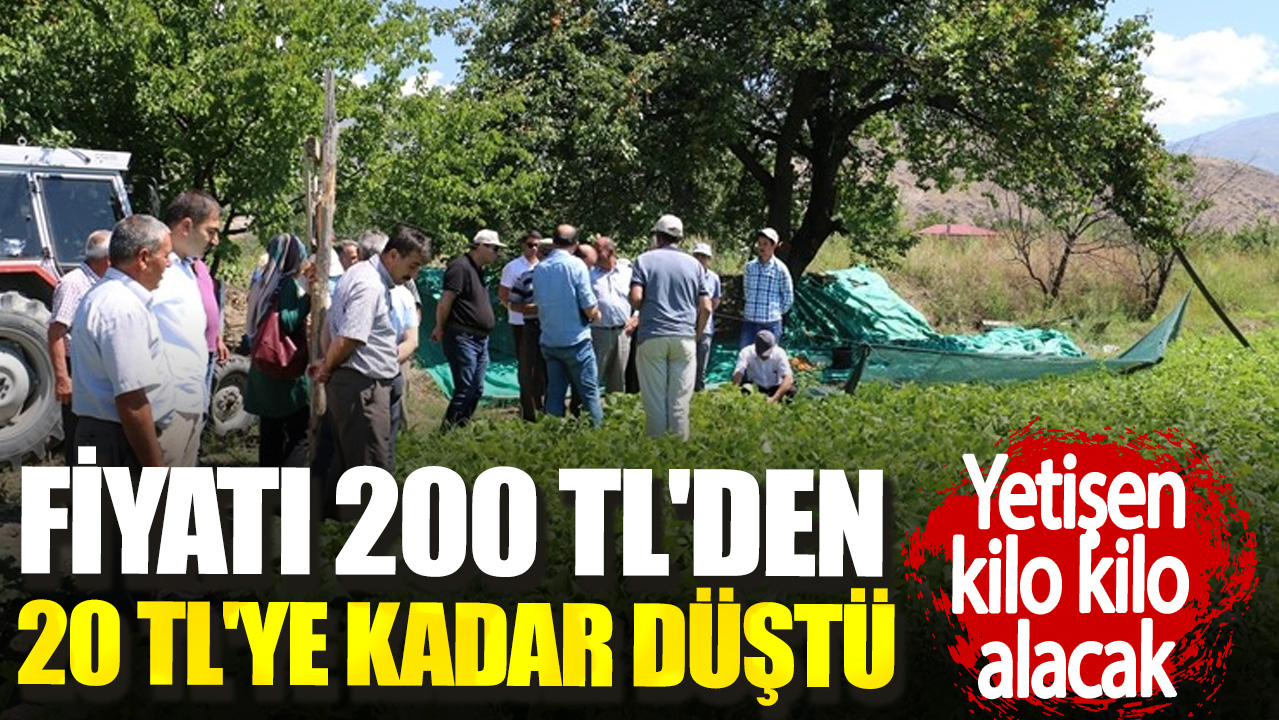 Fiyatı 200 TL'den 20 TL'ye kadar düştü. Yetişen kilo kilo alacak