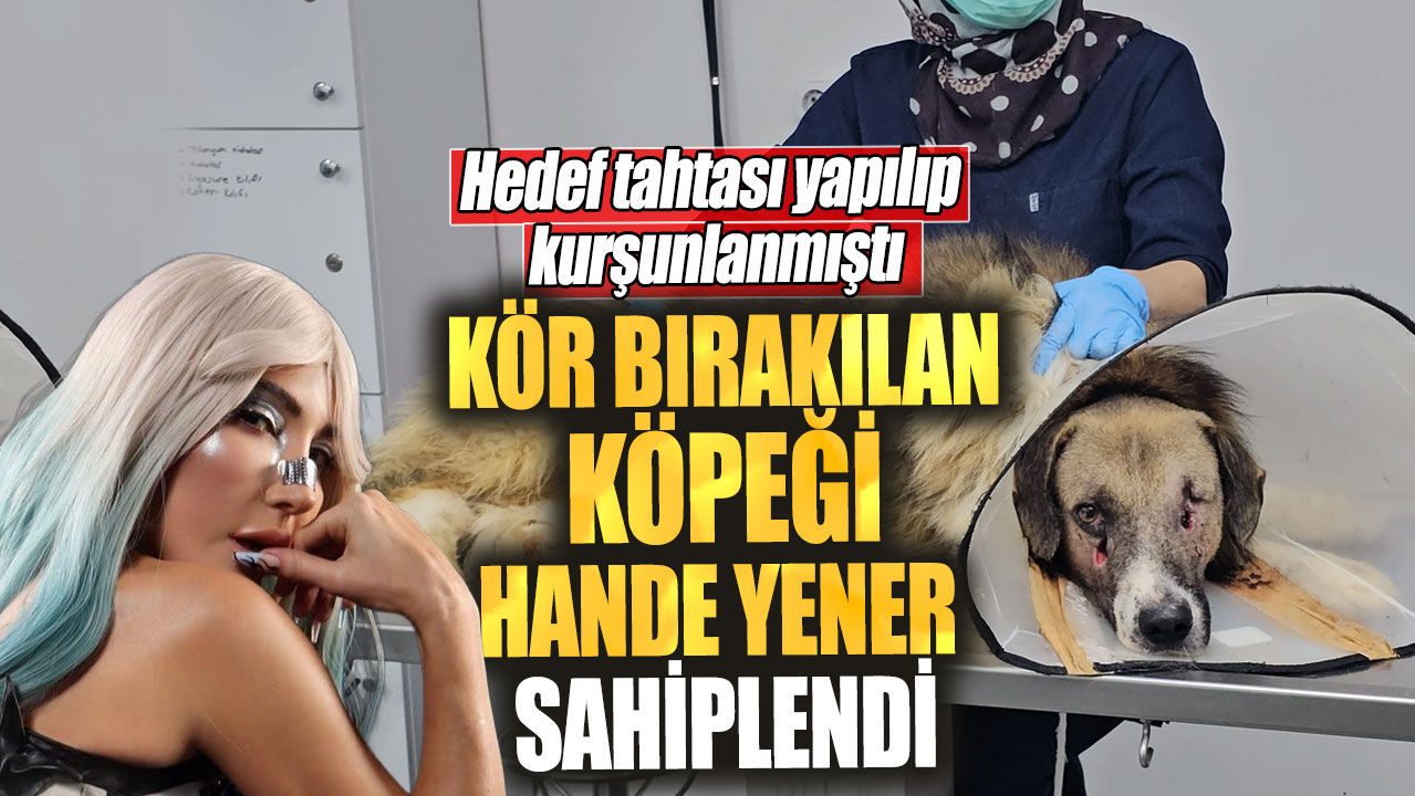 Kör bırakılan köpeği Hande Yener sahiplendi! Hedef tahtası yapılıp kurşunlanmıştı