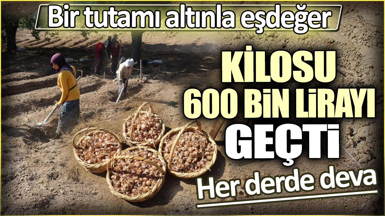 Bir tutamı altınla eşdeğer. Kilosu 600 bin lirayı geçti. Adeta şifa deposu