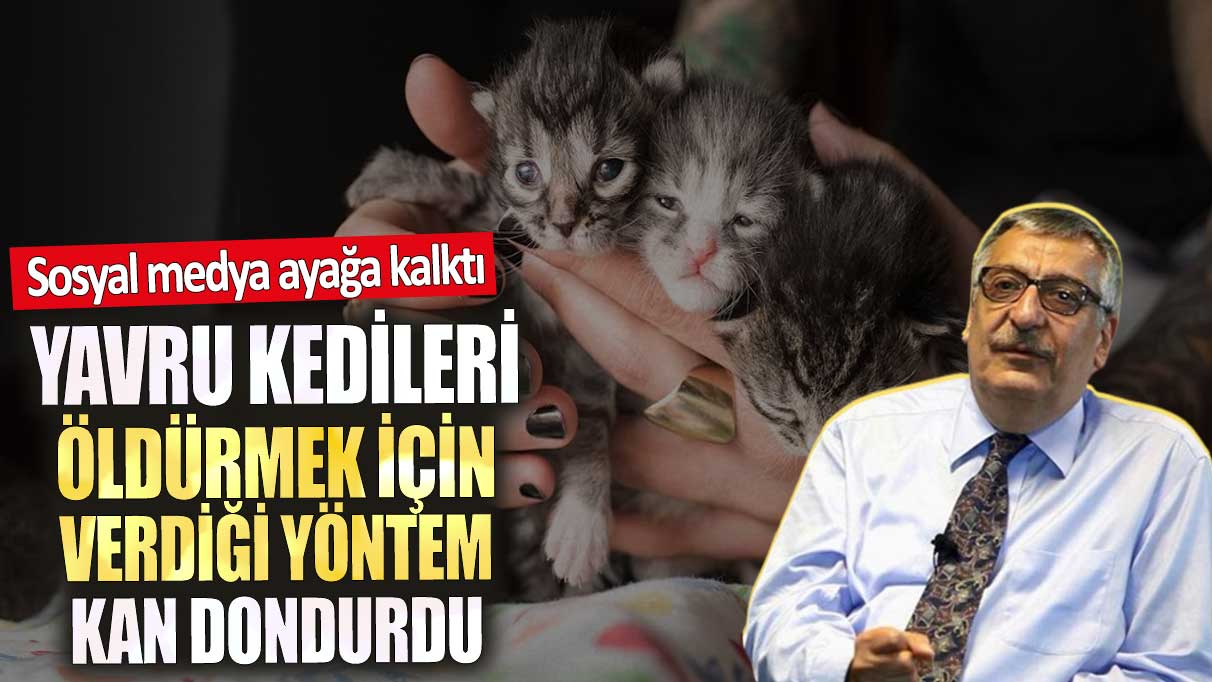 Yavru kedileri öldürmek için verdiği yöntem kan dondurdu. Sosyal medya ayağa kalktı