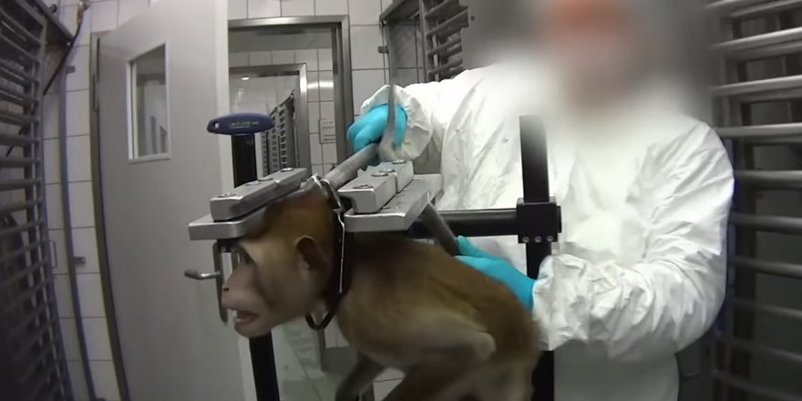 Hayvan deneyleri yapan laboratuvar Avrupa'yı ayağa kaldırdı