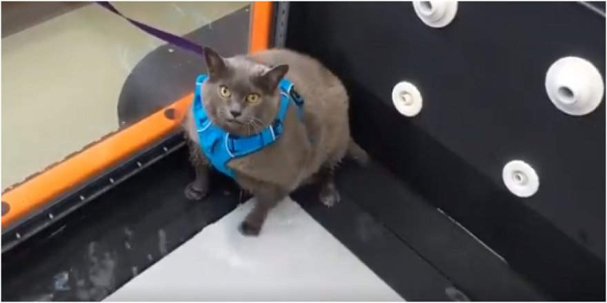 Obez kedi spor yapmaktan kaçtı... Sosyal medyada viral oldu!