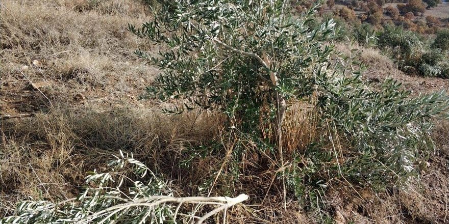 600'e yakın zeytin ağacı baltayla parçalandı