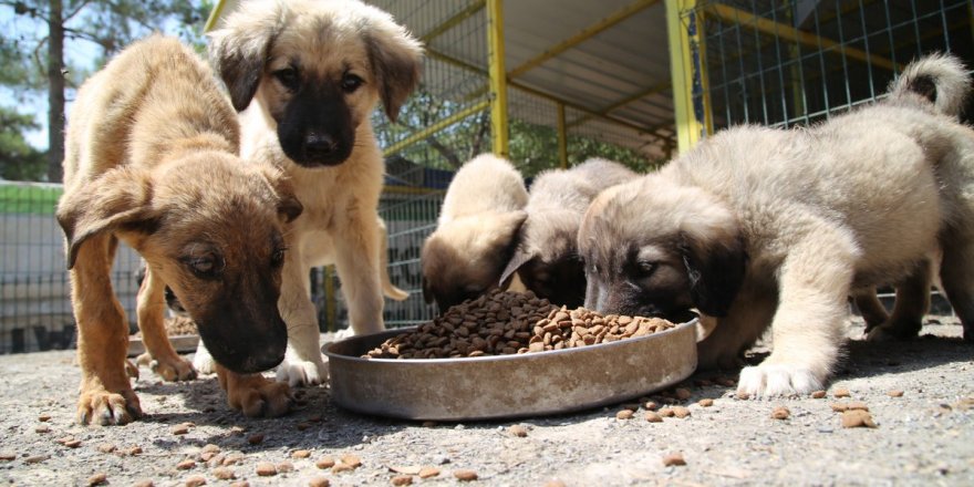 AKP'li belediyeden skandal cevap! "Köpekler görüntü kirliliği"