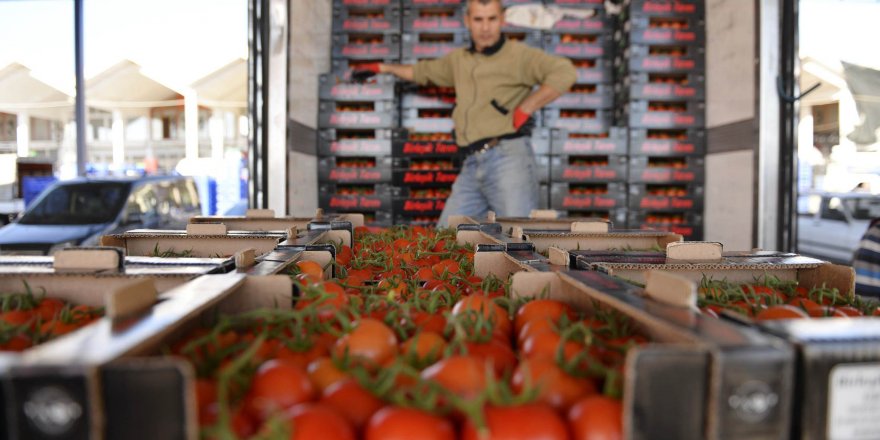 Rusya sınırında bekleyen 5 bin ton domates çöpe gidecek