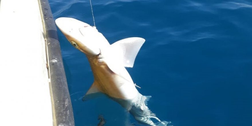 Antalya'da köpek balığı, balıkçıyı ısırdı