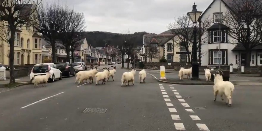 Korona virüs yasağıyla boş kalan sokaklara dağ keçileri indi