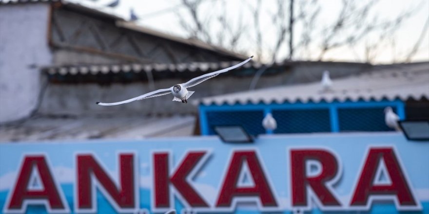 En yakın sahile 270 km uzaklıkta olan Ankara'ya martı istilası