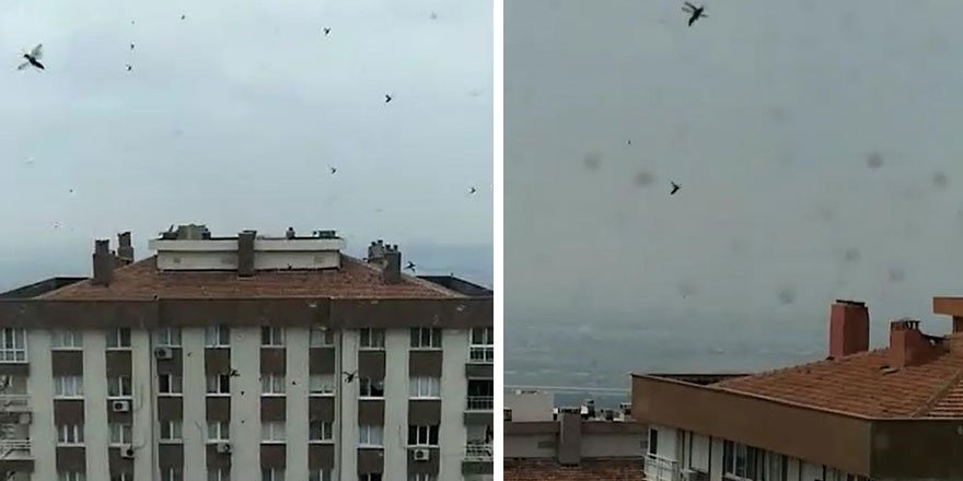 İzmir'de böcek istilası: "Gözlerime inanamadım"
