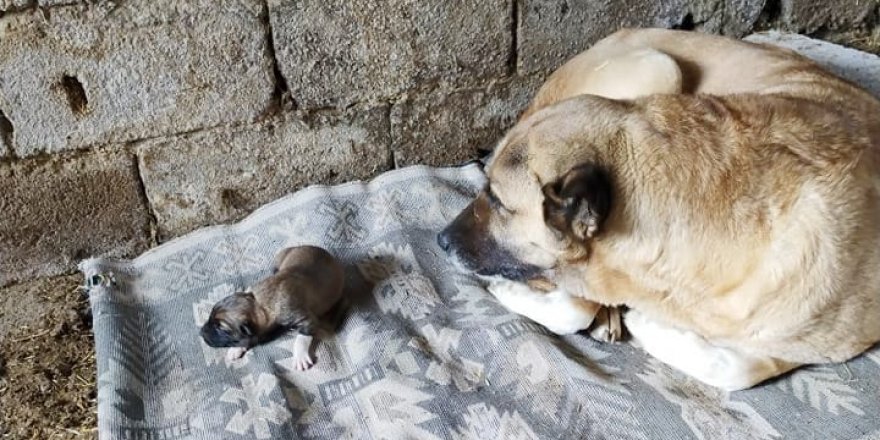 Kangal köpeğinden nadir görülen doğum