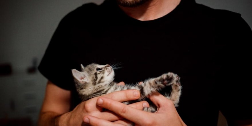 Sosyal medyada kediyle poz veren erkeklere kötü haber