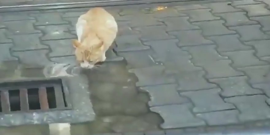 Antalya'da duygulandıran görüntü: Sürücü kediyi böyle bekledi