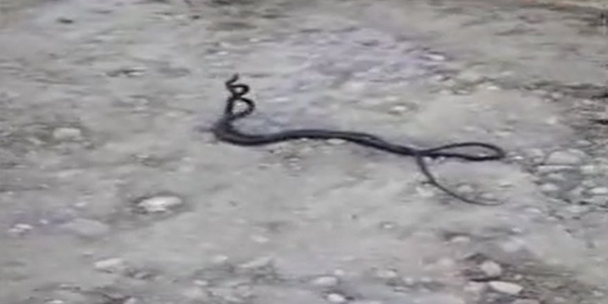 Malatya'da görüntülenen yılanların dansı izleyenleri hayrete düşürdü