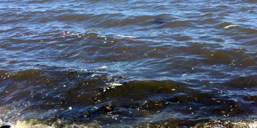 Küçükçekmece Gölü'ndeki balık ölümleri ile ilgili flaş gelişme