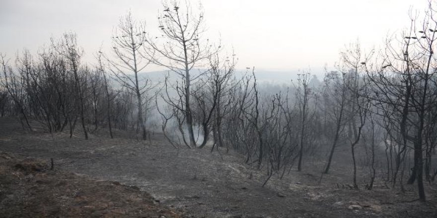 Gelibolu'daki yangına havadan müdahale yeniden başladı