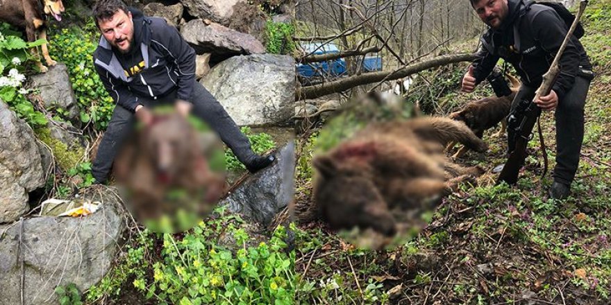 Artvin’de yavru ayıyı öldüren cani hakkında flaş gelişme