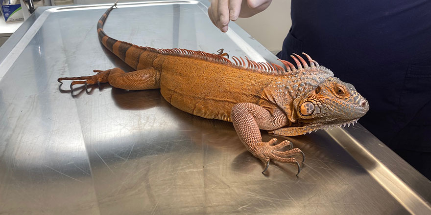 Üsküdar'da bulunan iguanaya bakın hangi ismi verdiler