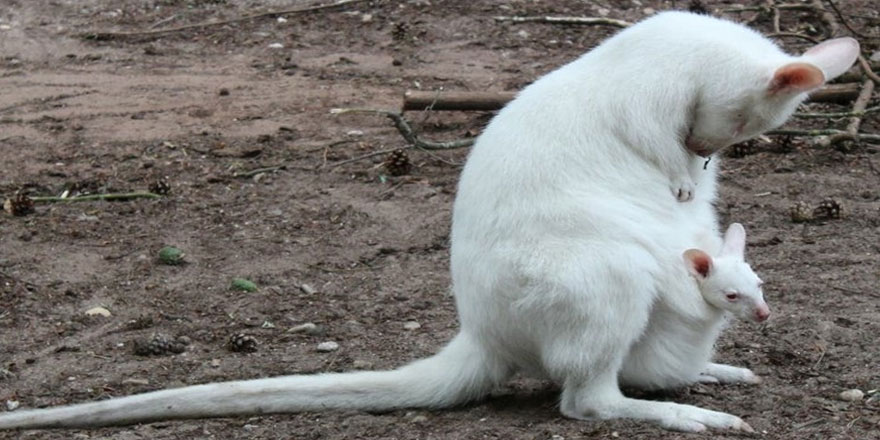 Ender görülen albino kanguru kayıp
