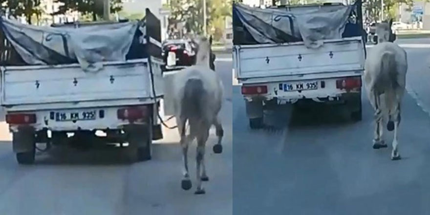 Kamyonetin arkasından Atı koşturan sürücüye ceza yağdı!