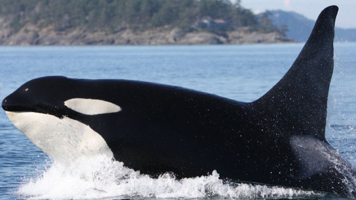 350'den fazla bilim insanından balinalar için kritik uyarı
