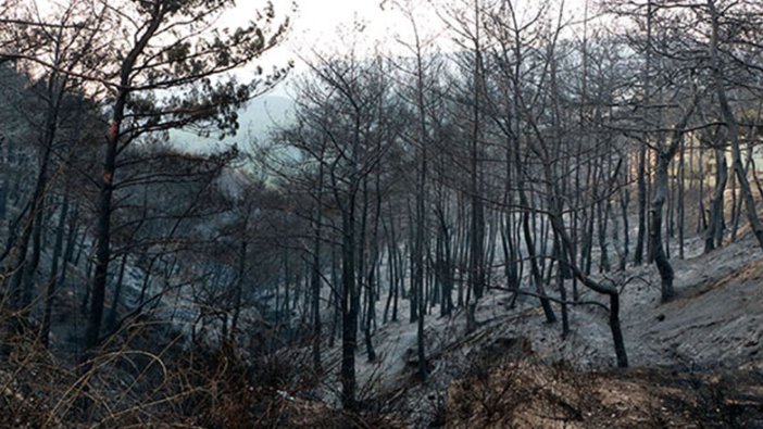 Hatay'daki orman yangınlarıyla ilgili flaş gelişme