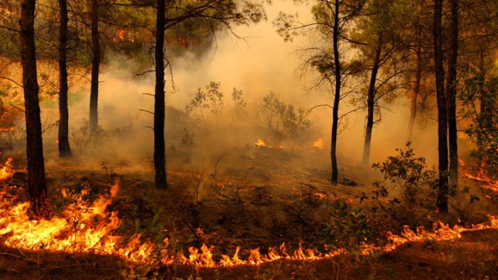 Türkiye'de Kıbrıs'ın bir buçuk katı orman kül oldu!