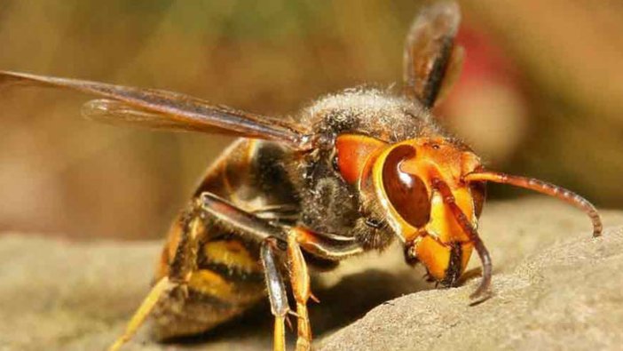 Washington'da katil 'eşek arısı' bilim insanlarının elinden kaçtı