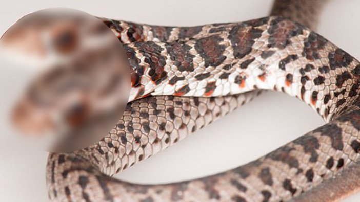 Florida'da çift başlı yılan görüntülendi