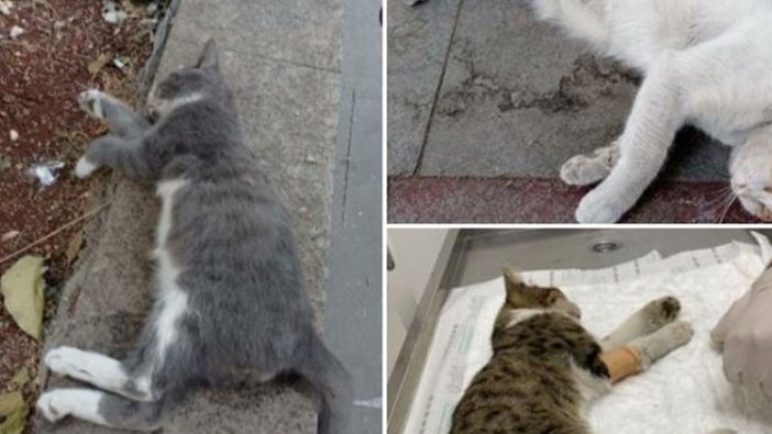 Antep'te hayvan katliamı: Çok sayıda kedi...