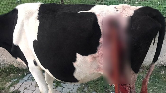 Zonguldak'ta Burhan Kara ineğini balta saplanmış halde buldu!