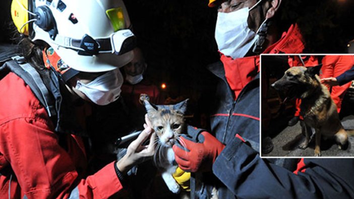 İzmir depreminde enkaz altında kalan Umut kedi, K-9 köpeği 'Bob' tarafından kurtarıldı