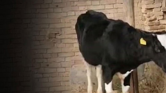 Çin'de 5 bacaklı inek görenleri şaşırttı