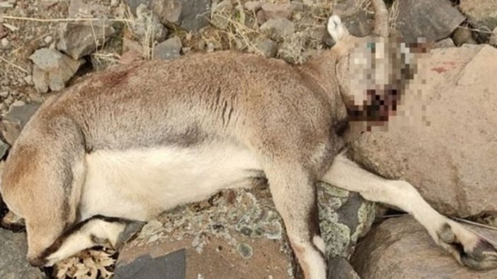 Tunceli'de koruma altındaki yaban keçisini öldürdüler