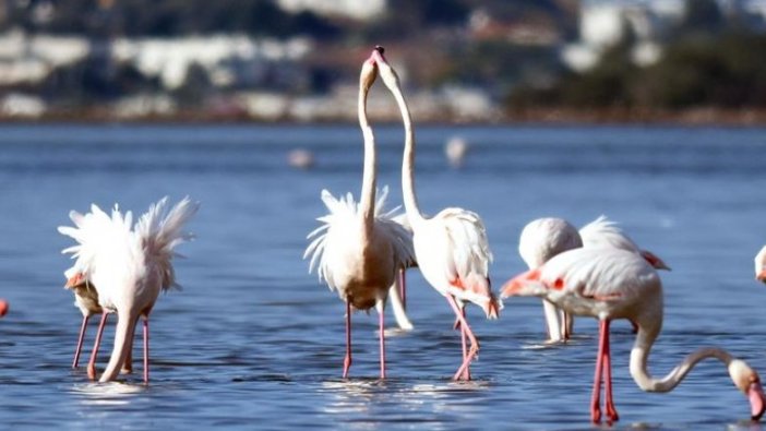 Tuzla Sulak Alanı'na flamingo akını