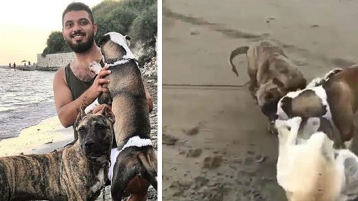 Sokak köpeğine saldıran pitbull köpeklerinin sahibine 20 bin 868 lira ceza