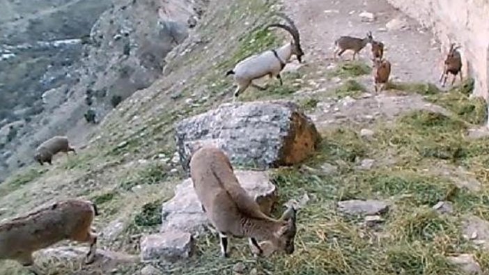 Tunceli'de yaban keçisi sürüsü fotokapana takıldı