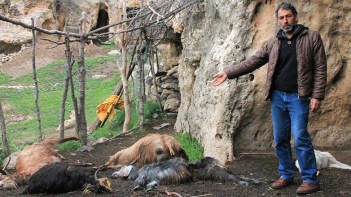 Şırnak’ta sürüye kurt saldırdı! 25 keçiyi öldürdü
