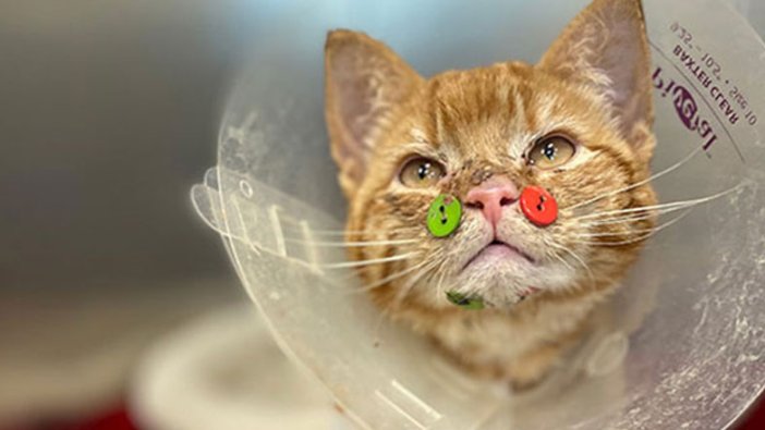 ABD'de yüzü parçalanmış kedi düğmelerle tedavi edildi