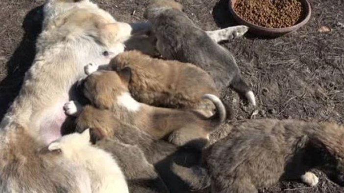 Erzincan'da yavrularını kaybeden köpek, anneleri ölen yedi yavruyu emziriyor