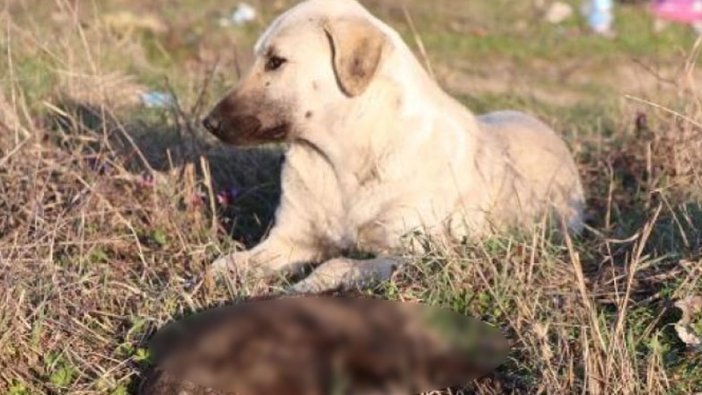 Edirne'de korkunç olay! 8 yavru köpek yakılarak öldürülmüş halde bulundu