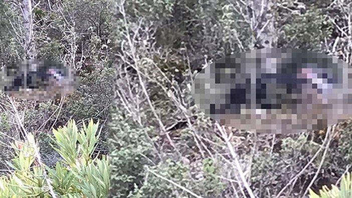Antalya'da ormanda erkek cesedi bulundu!