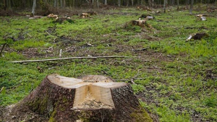 Dünyada 2018'de 12 milyon hektar ormanlık alan yok oldu