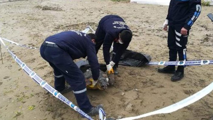 Silivri'de 90 kiloluk caretta caretta ölü bulundu