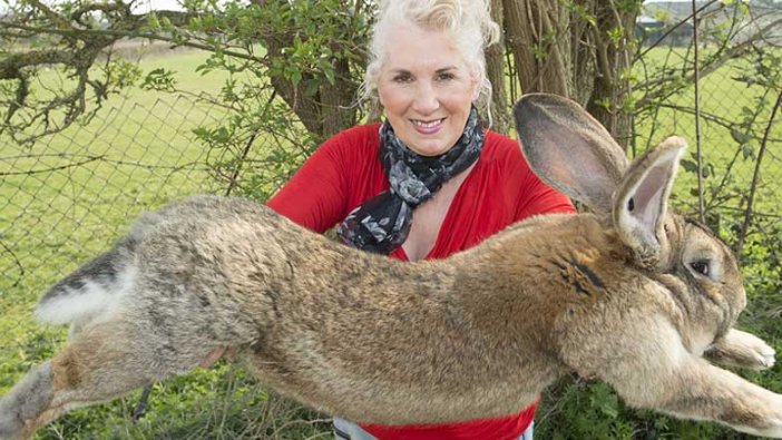 Dünyanın en büyük tavşanı çalındı! Sahibi 1000 sterlin ödül koydu