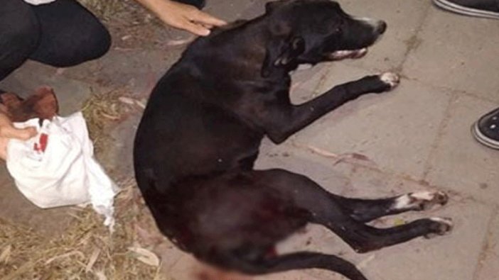 İzmir Bayraklı'da maganda kurşunu sokak köpeğine isabet etti