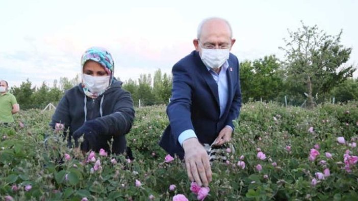 Kemal Kılıçdaroğlu, gün doğumunda işçilerle gül topladı