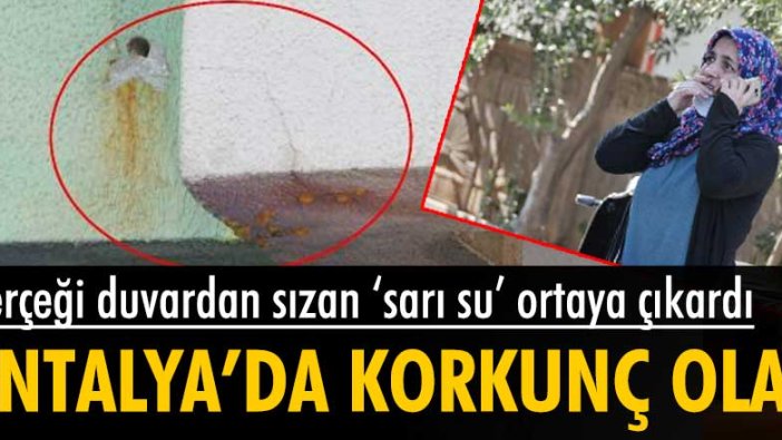 Öldüğü duvardan sızan sarı su sayesinde ortaya çıktı