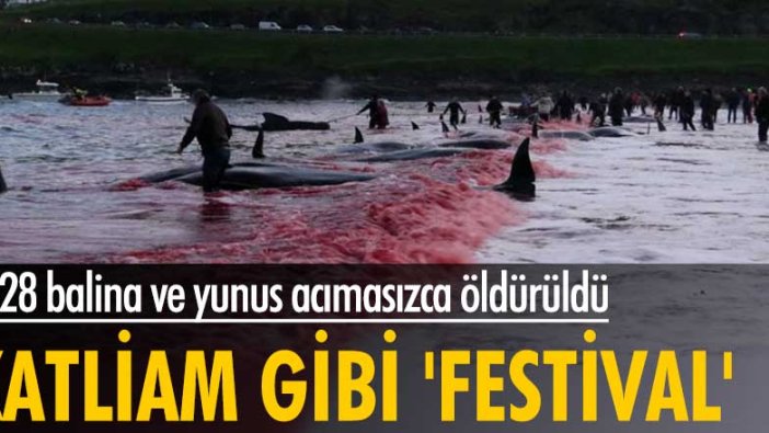 Faroe Adaları’nda festival adı altında katliam yapıldı!