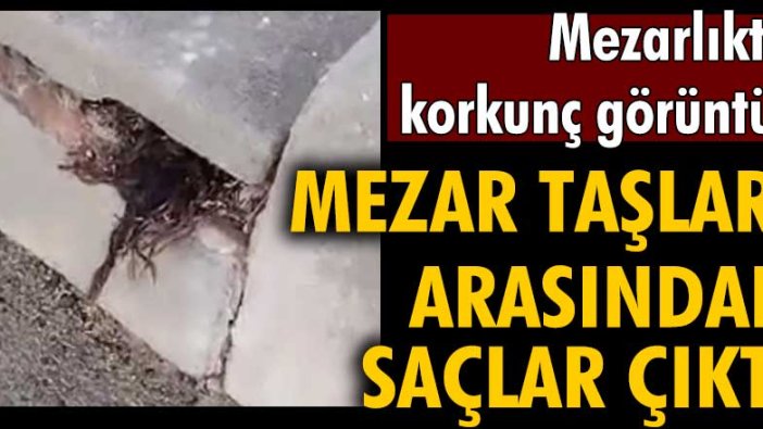 ABD Kaliforniya Saint Joseph Katolik Mezarlığı'nda mezar taşlarının arasından  çıkan saçlar bulundu